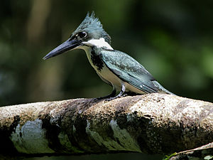 Female Green Kingfisher at Tortuguero, Costa R...